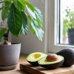 Avocatier en pot : les bienfaits de l’avocat sur votre santé